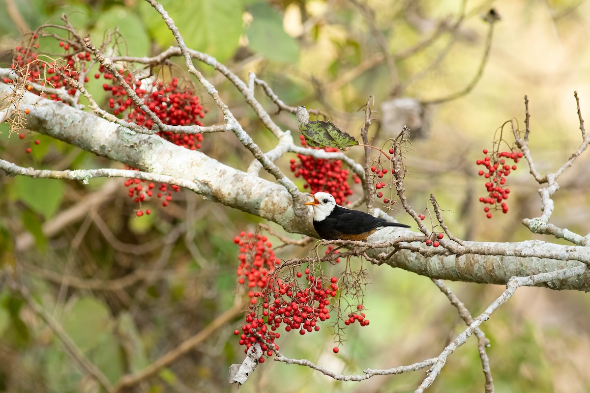 Tayvan Ardıcı - ML652580353
