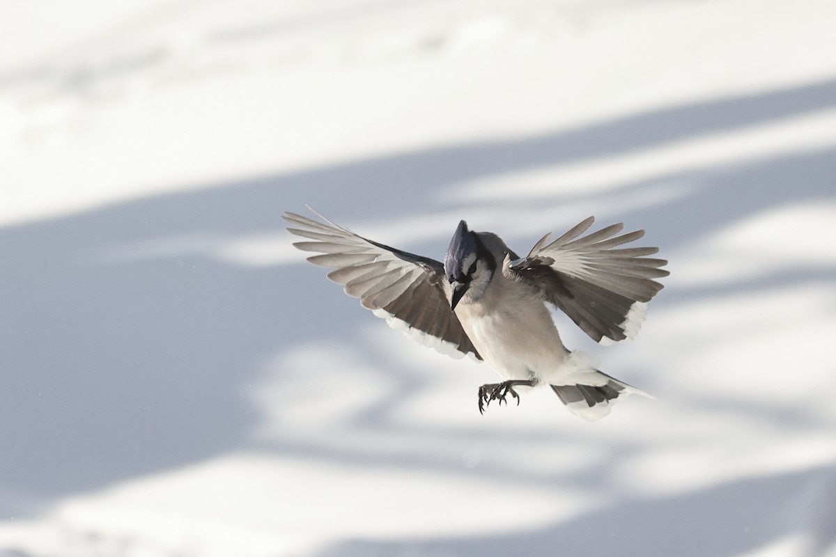 Blue Jay - ML652580472