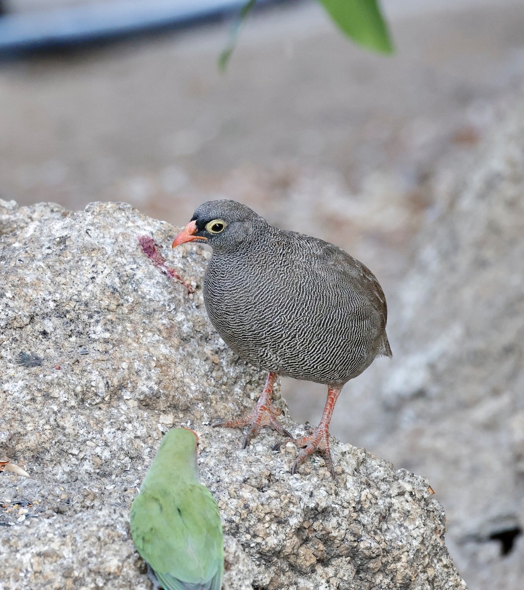 サザナミシャコ - ML652580484