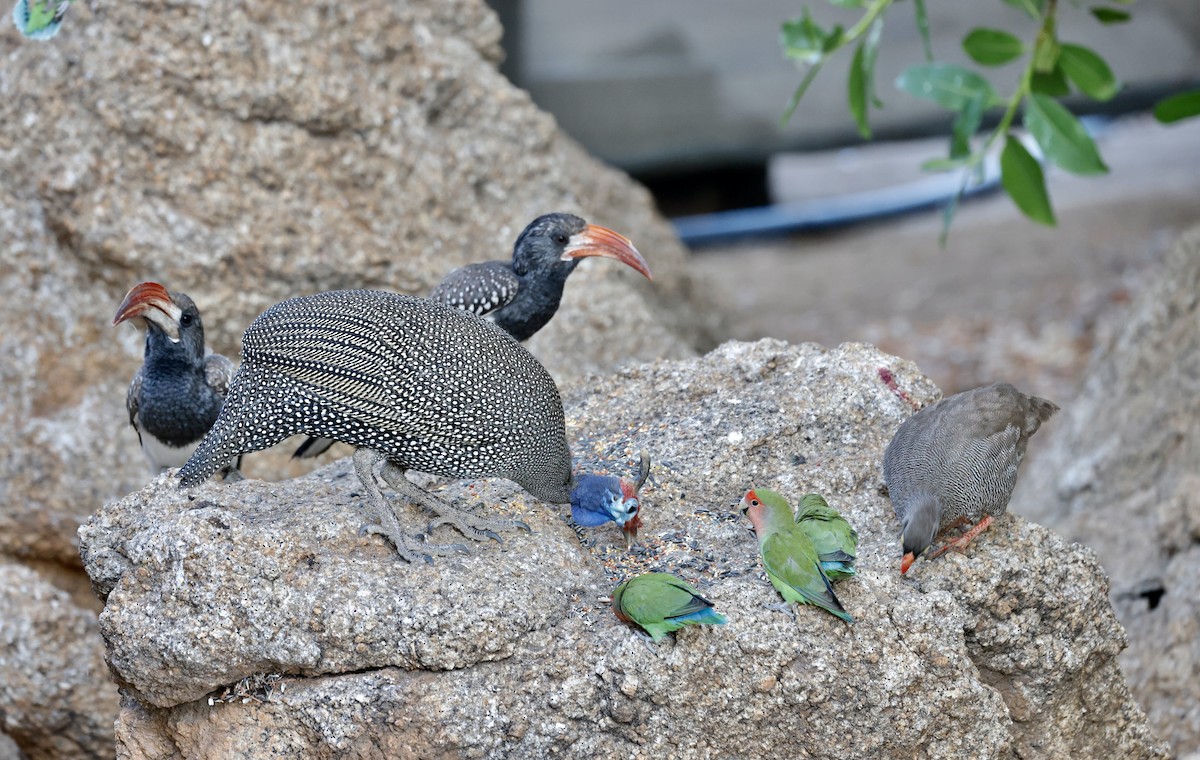 サザナミシャコ - ML652580486