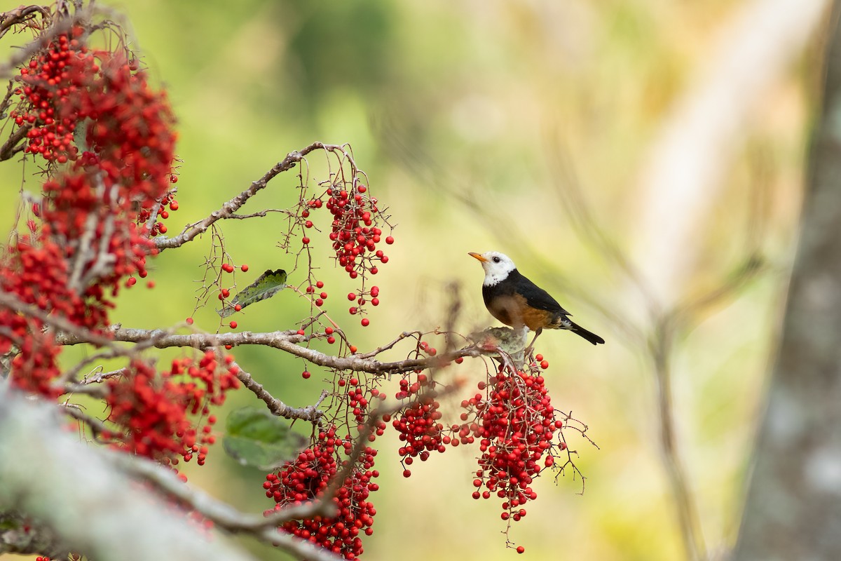 Tayvan Ardıcı - ML652580487