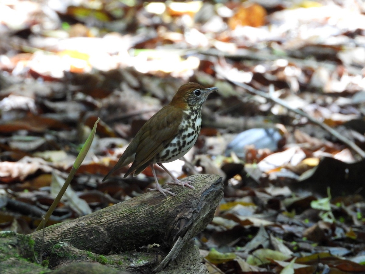 Wood Thrush - ML652580488