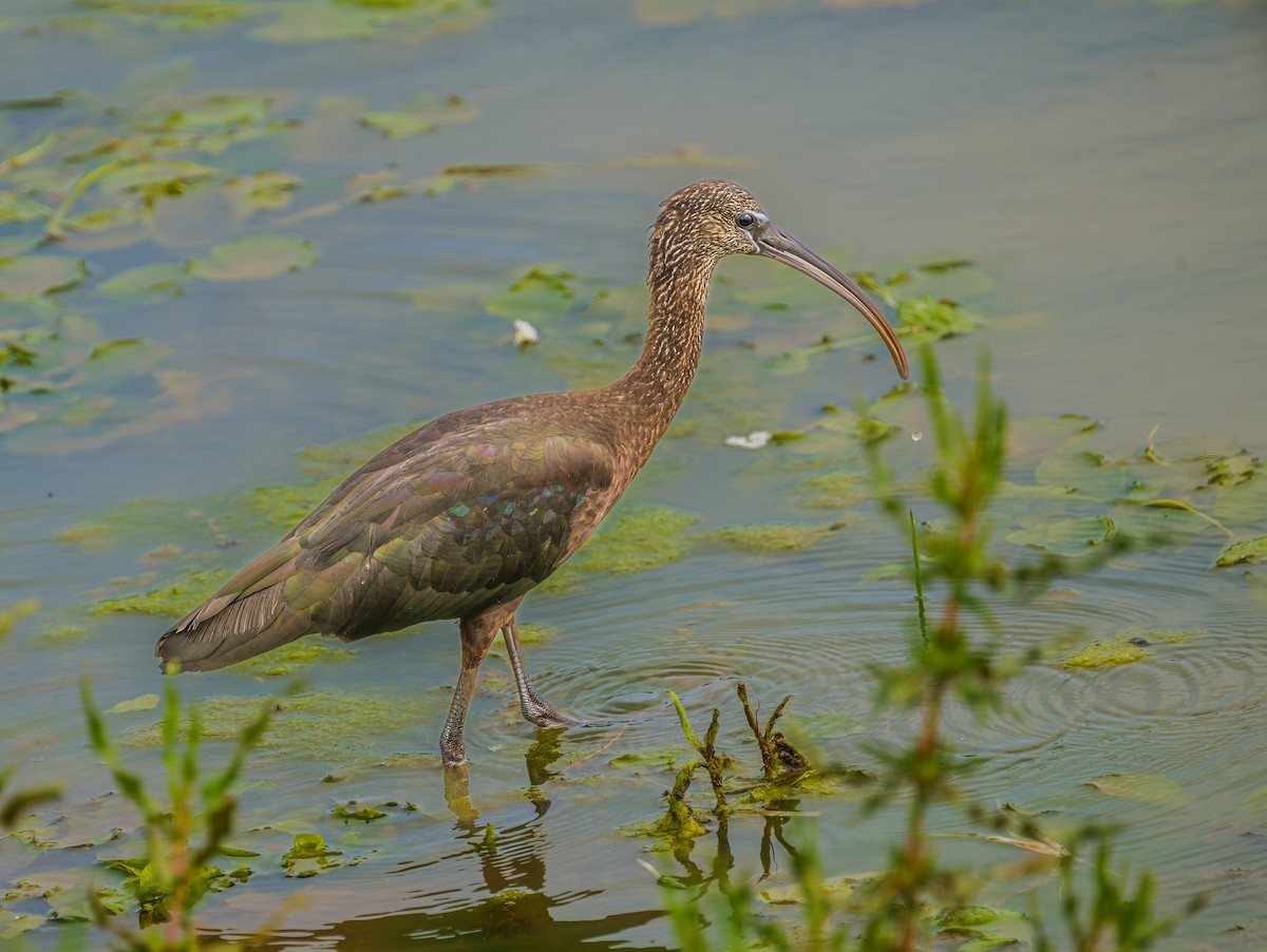 Glossy Ibis - ML652580489
