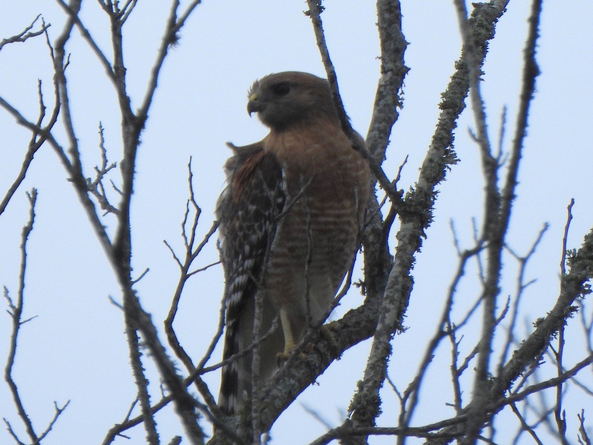 Red-shouldered Hawk (lineatus Group) - ML652580490
