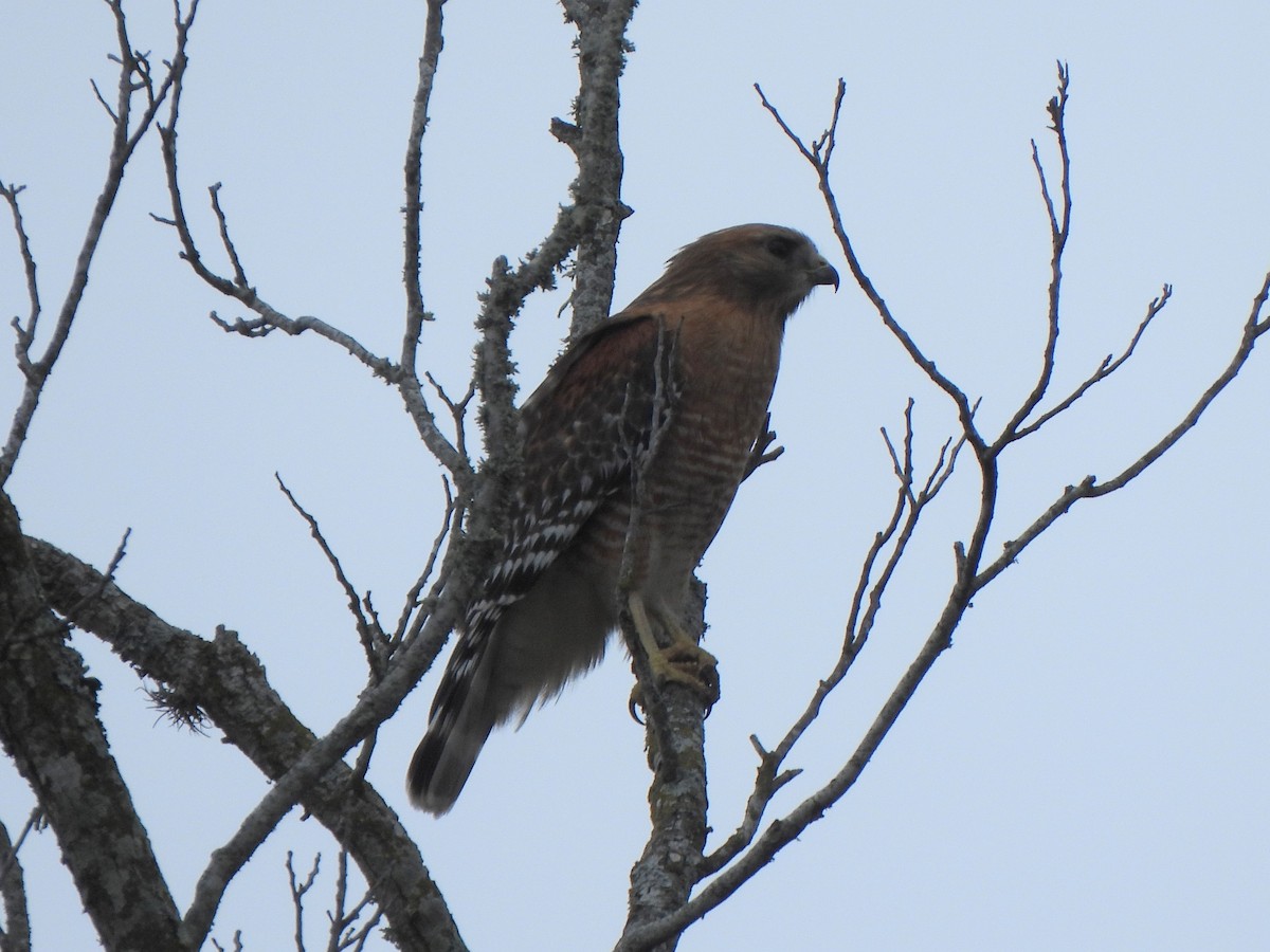 Red-shouldered Hawk (lineatus Group) - ML652580491