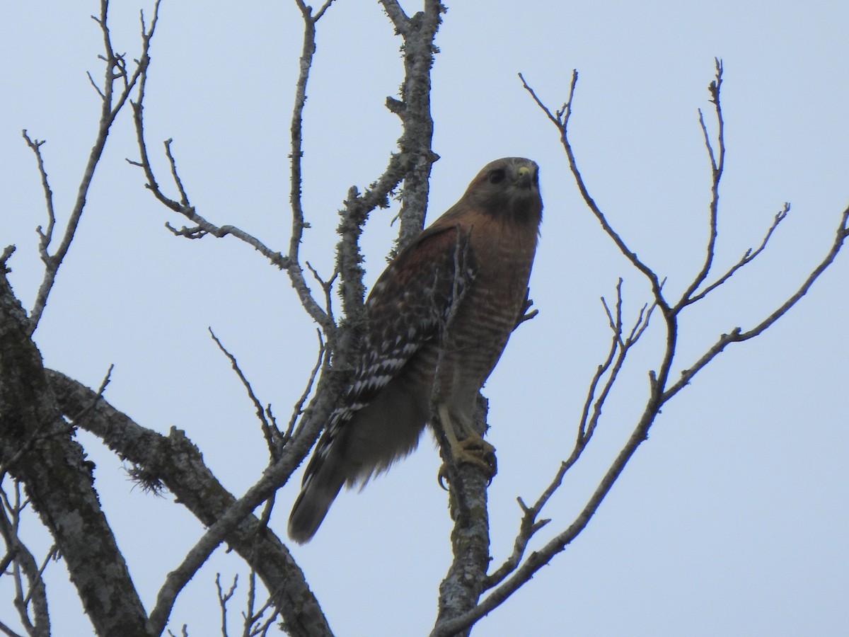 Red-shouldered Hawk (lineatus Group) - ML652580492