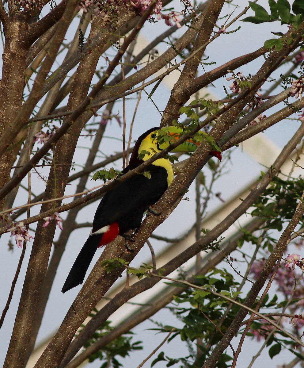 Keel-billed Toucan - ML652580493