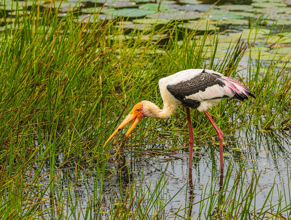 Painted Stork - ML652580494