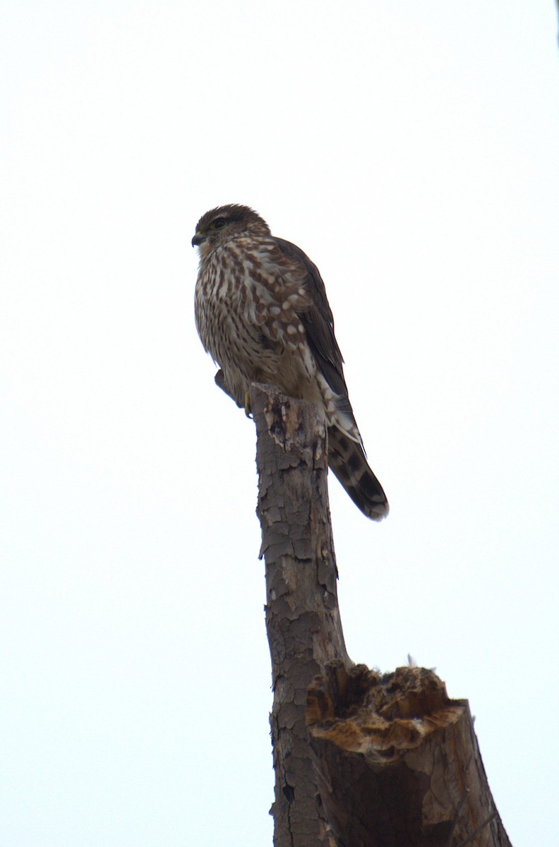 Merlin - ML652580496