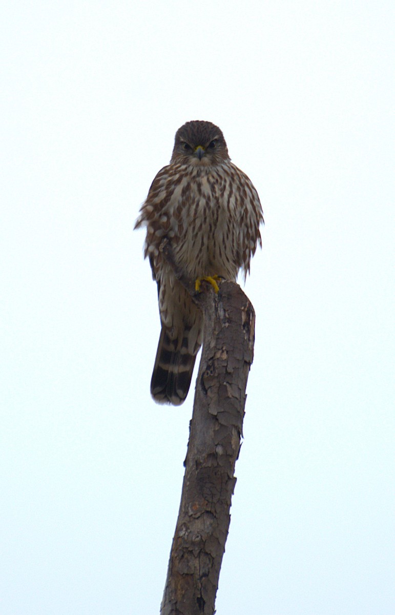 Merlin - ML652580497