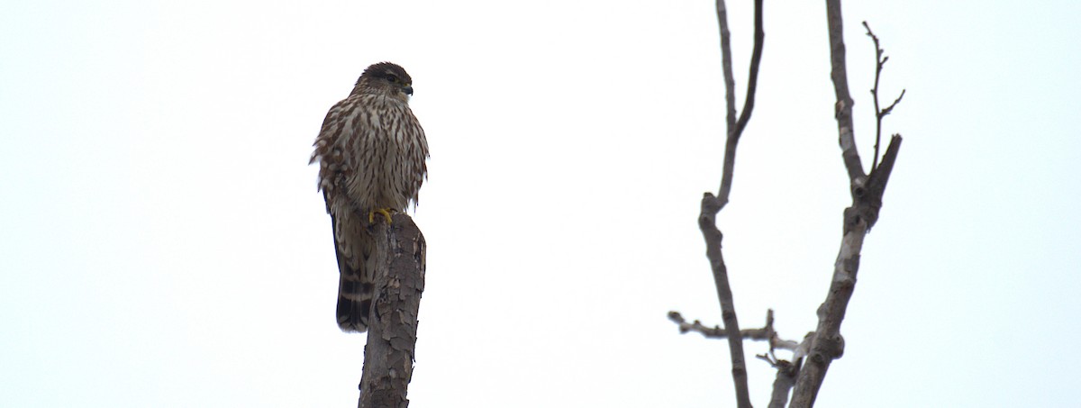 Merlin - ML652580498