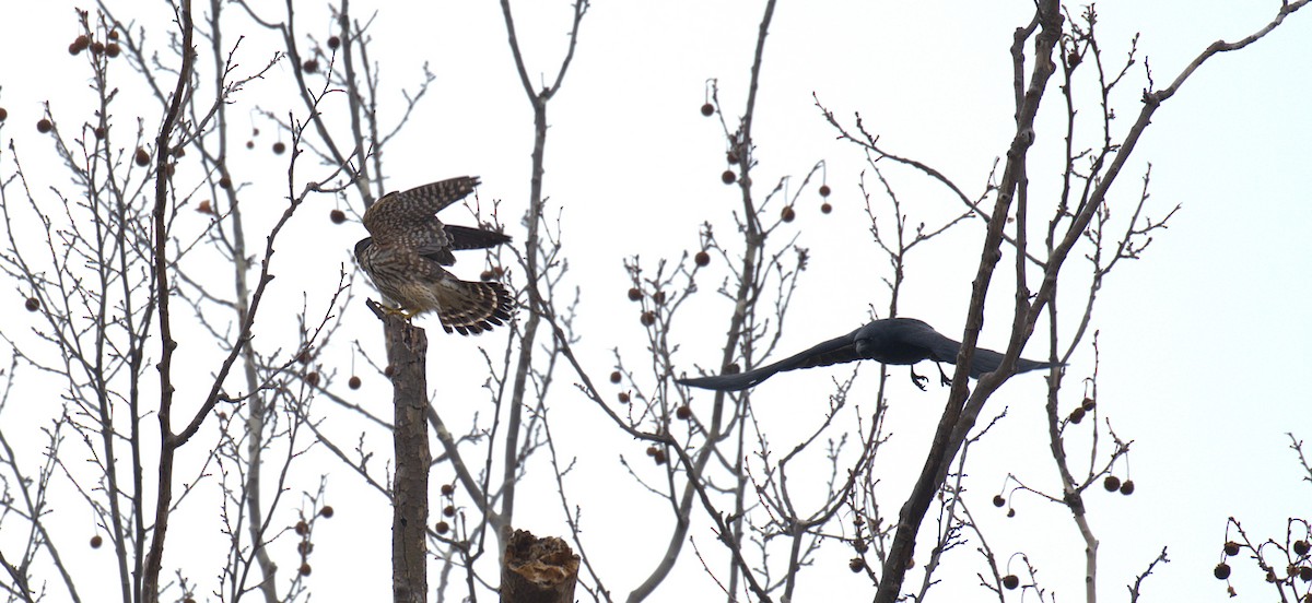 Merlin - ML652580499