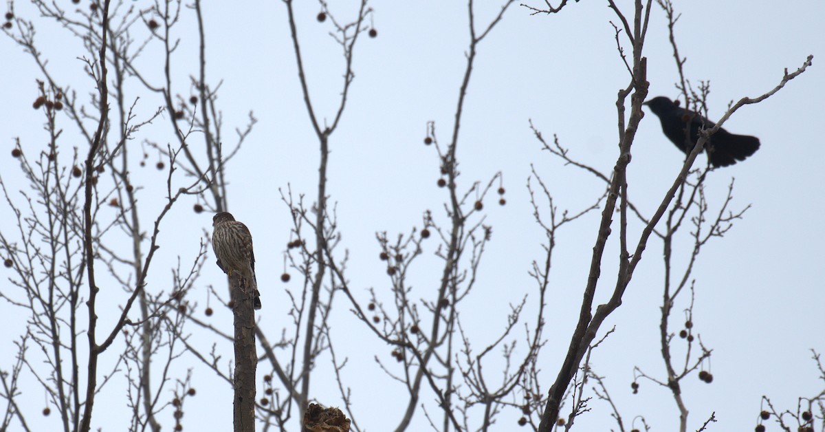 Merlin - ML652580500