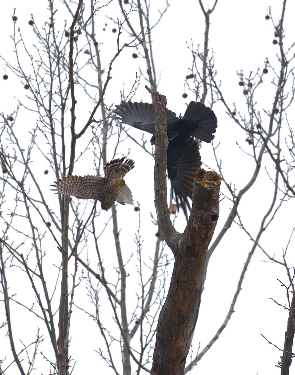 Merlin - ML652580502