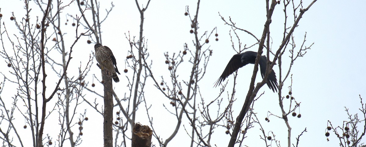 Merlin - ML652580503