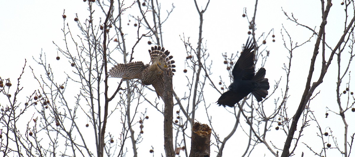 Merlin - ML652580504