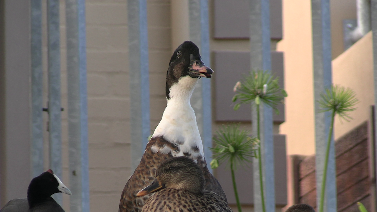 Spur-winged Goose - ML652580505
