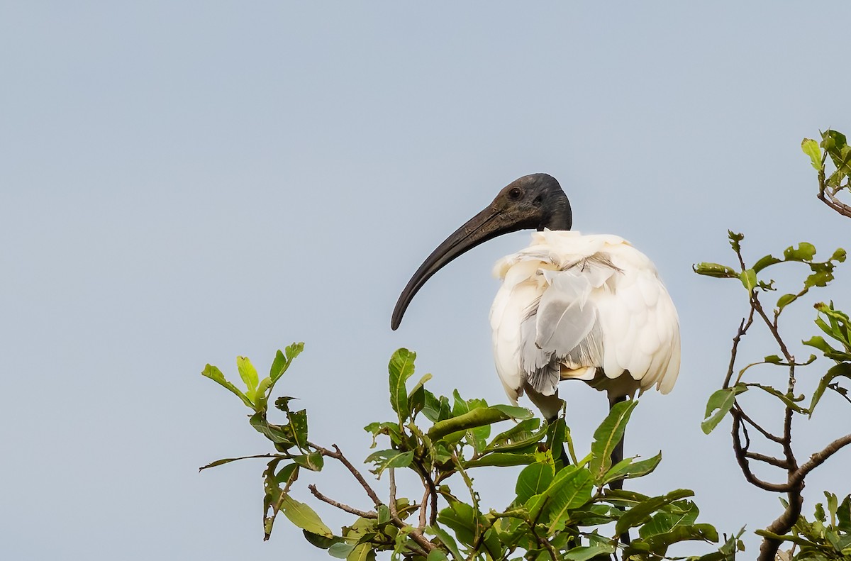 Black-headed Ibis - ML652580507
