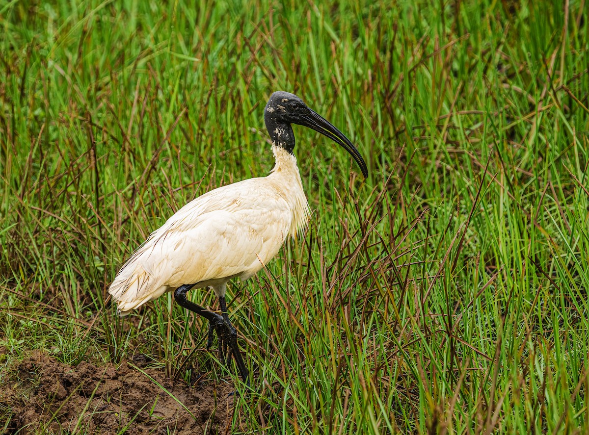 Black-headed Ibis - ML652580508