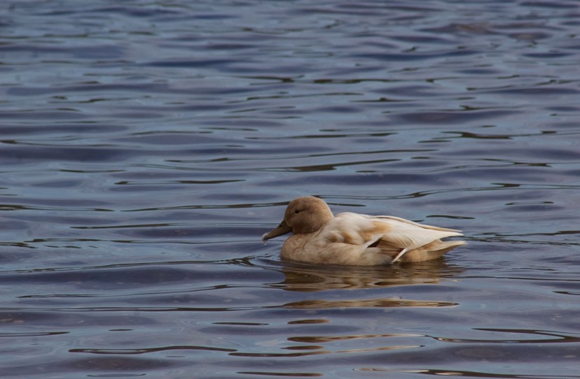 Mallard - ML652580509