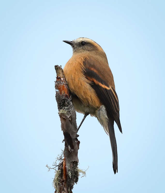 Brown-backed Chat-Tyrant - ML652580510