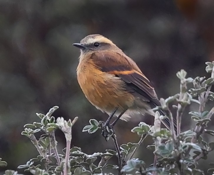 Brown-backed Chat-Tyrant - ML652580511
