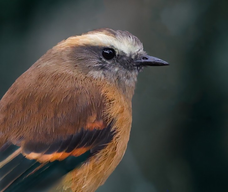 Brown-backed Chat-Tyrant - ML652580512