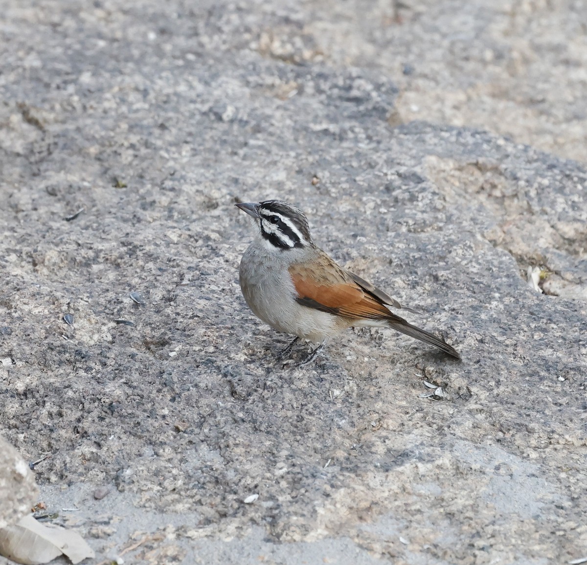 Cape Bunting - ML652580513