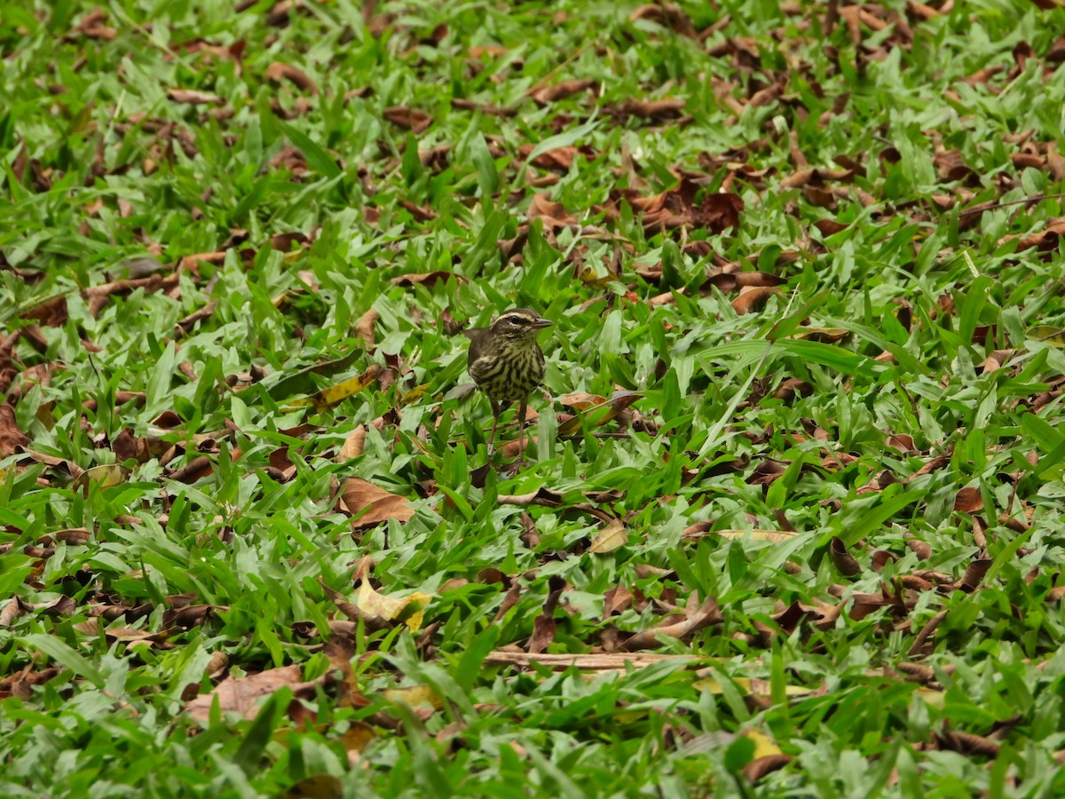 Northern Waterthrush - ML652580514