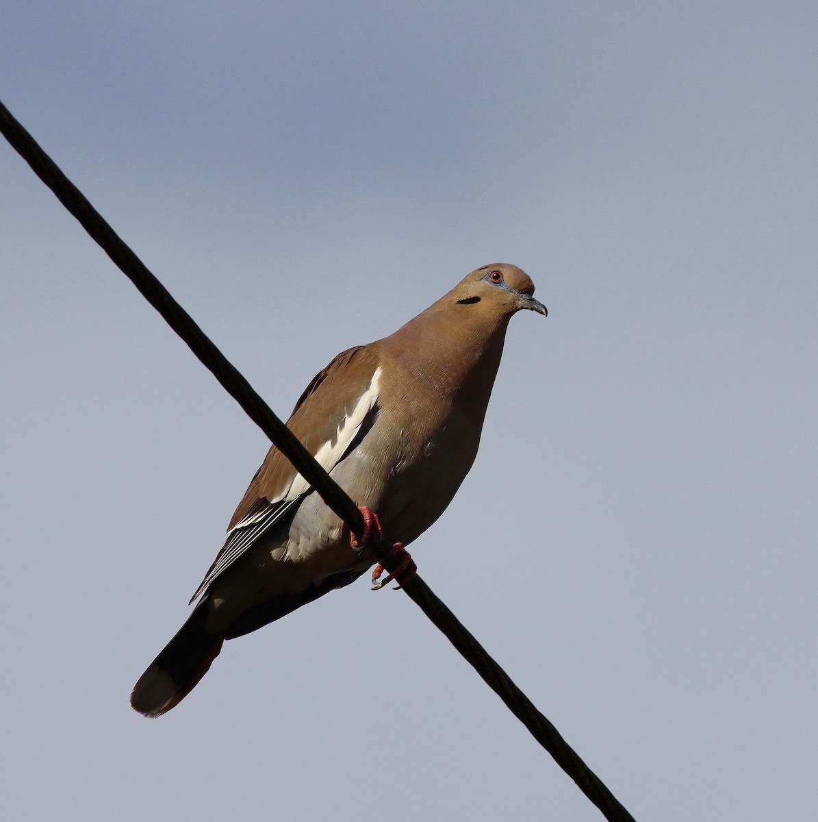 White-winged Dove - ML652580515
