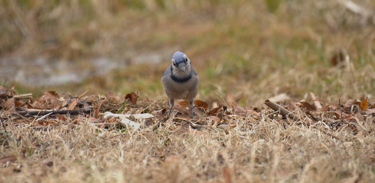 Blue Jay - ML652580566
