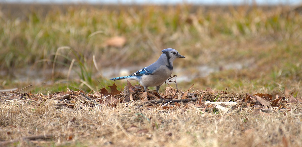 Blue Jay - ML652580567