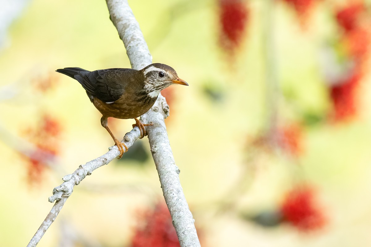 Tayvan Ardıcı - ML652580651