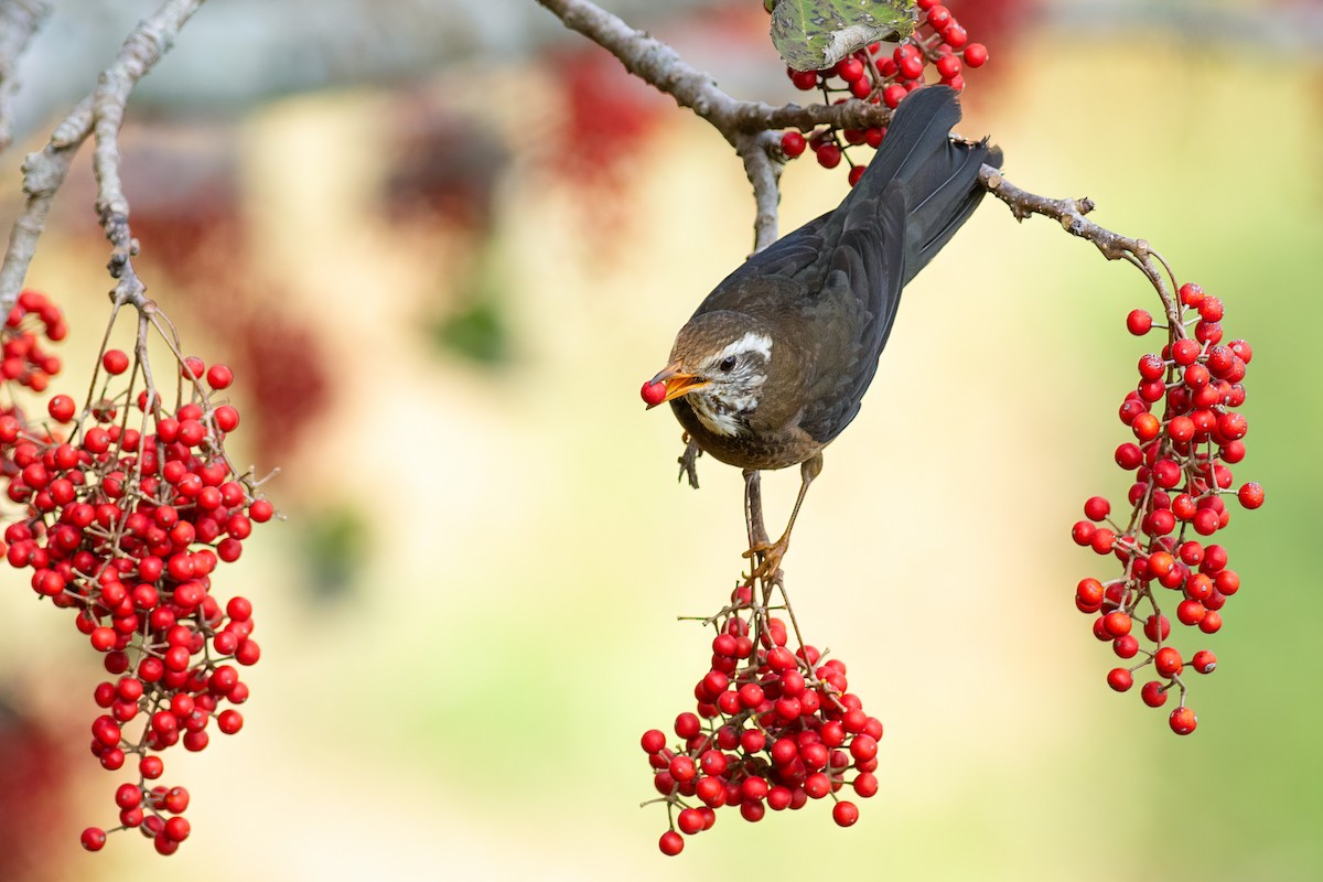 Tayvan Ardıcı - ML652580861