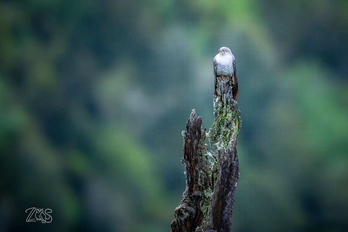 Common Cuckoo - ML652580877