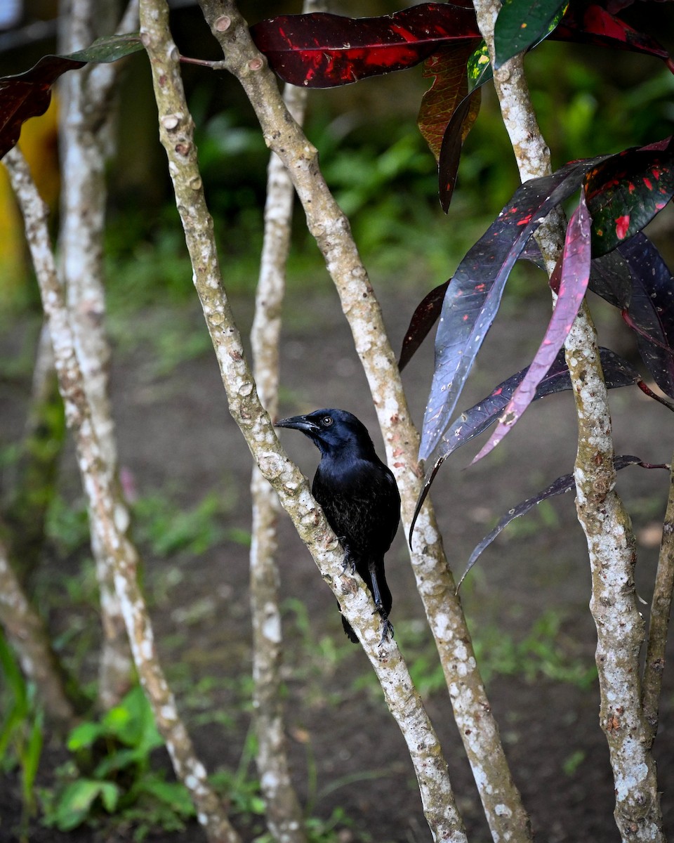 Zanate Caribeño - ML652580878