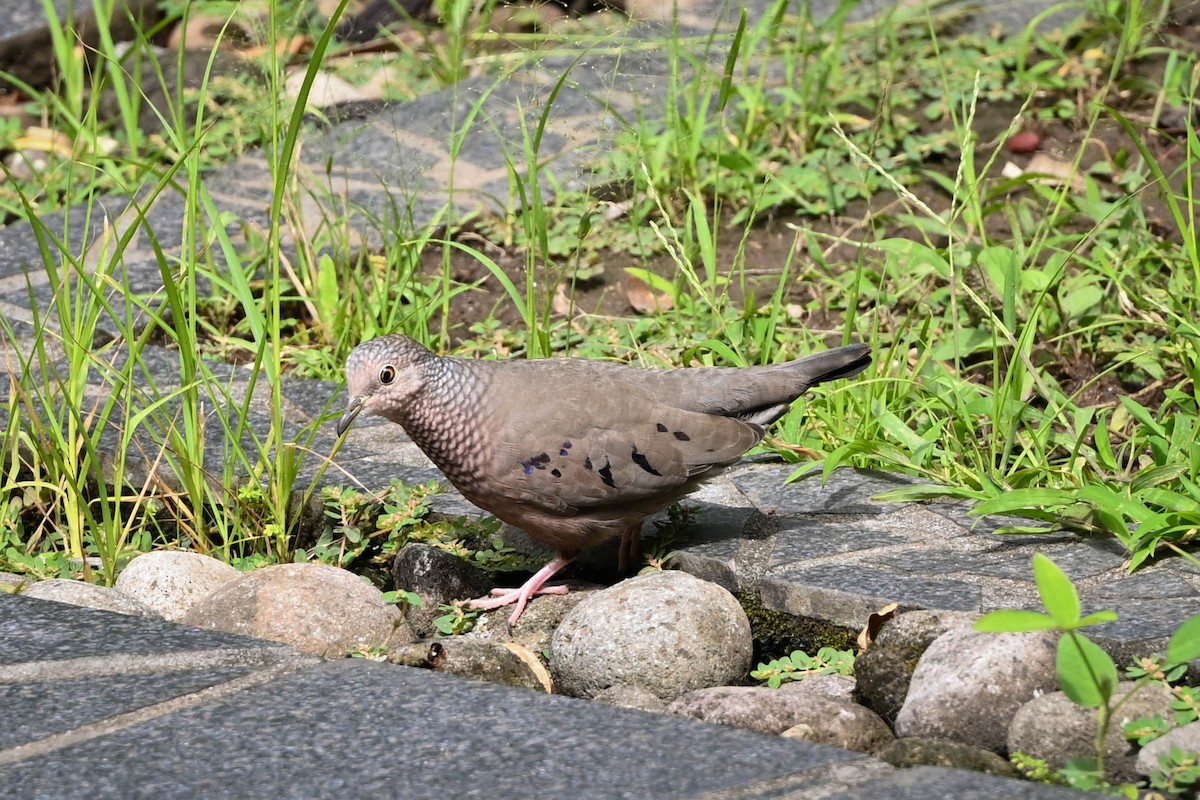 Columbina Común - ML652580970