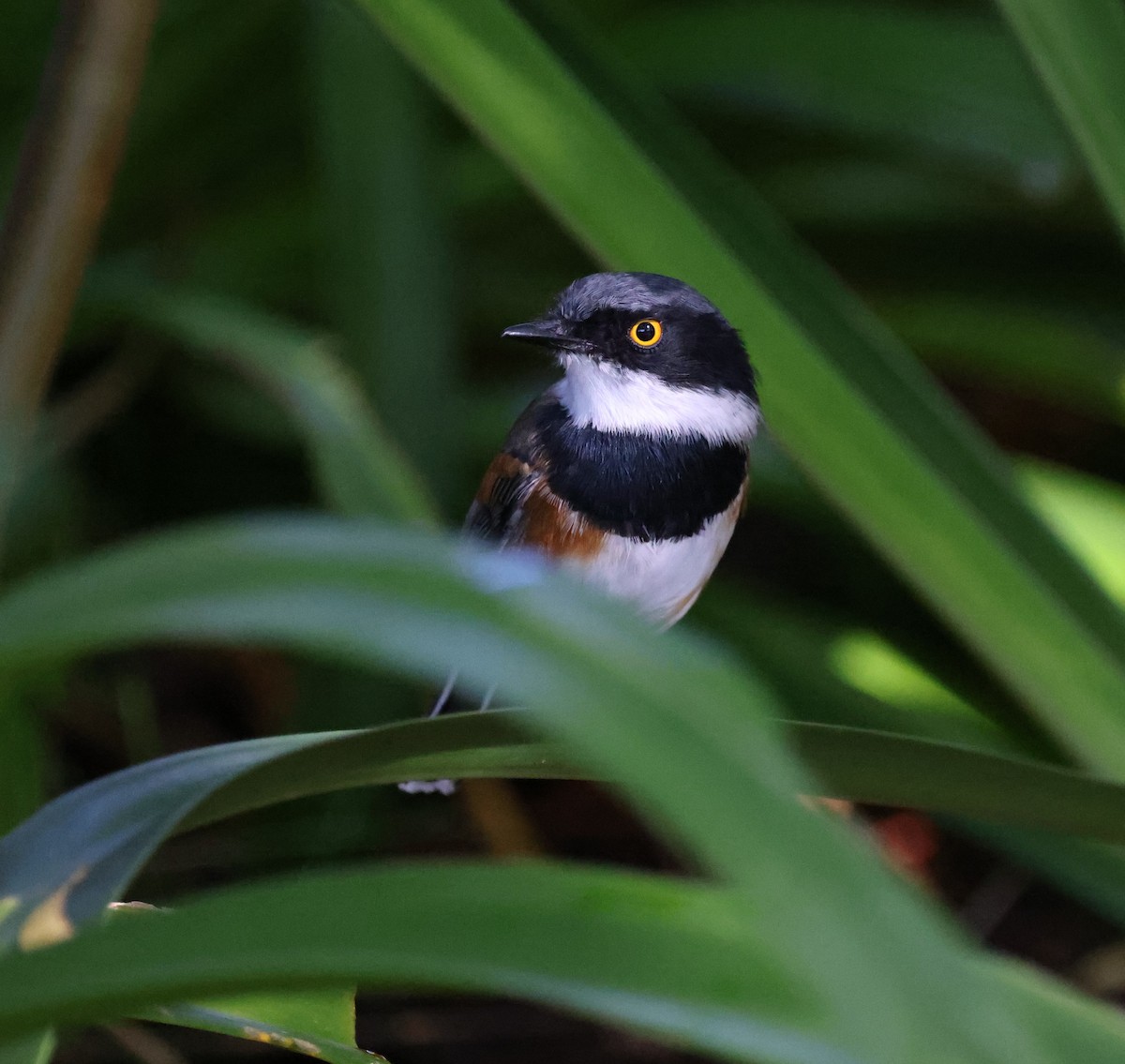 eBird Checklist - 11 Mar 2026 - Kirstenbosch Botanical Garden - 18 species