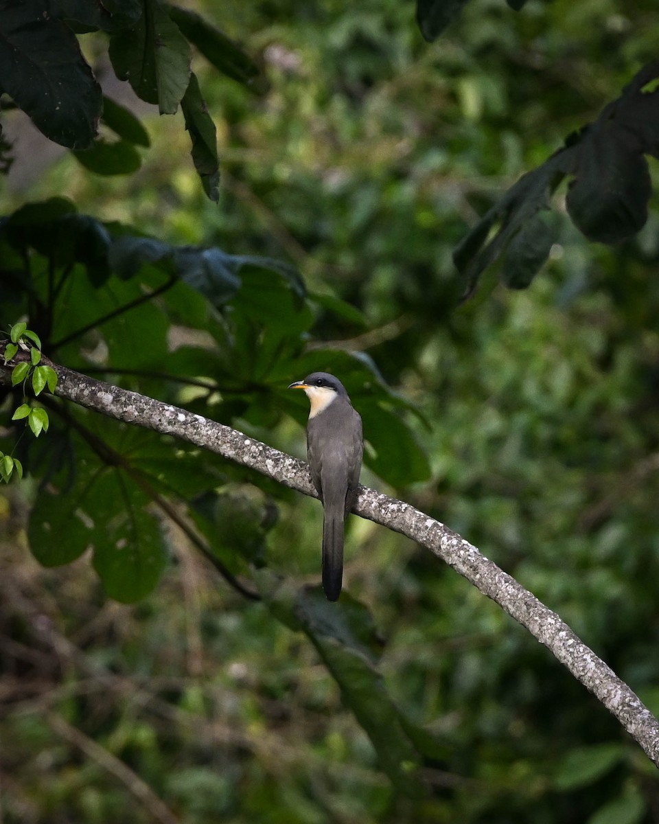 Cuclillo de Manglar - ML652581072
