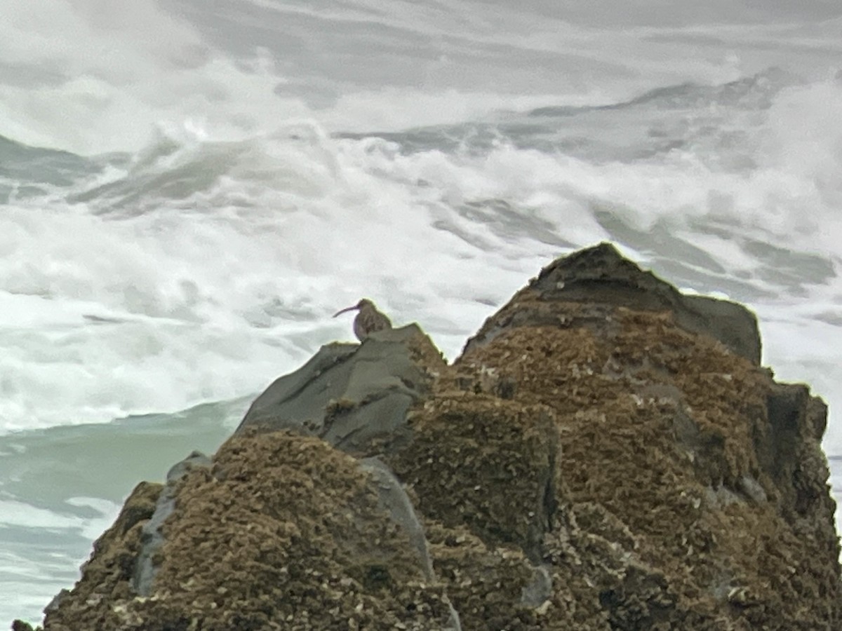 Hudsonian Whimbrel - ML652581121