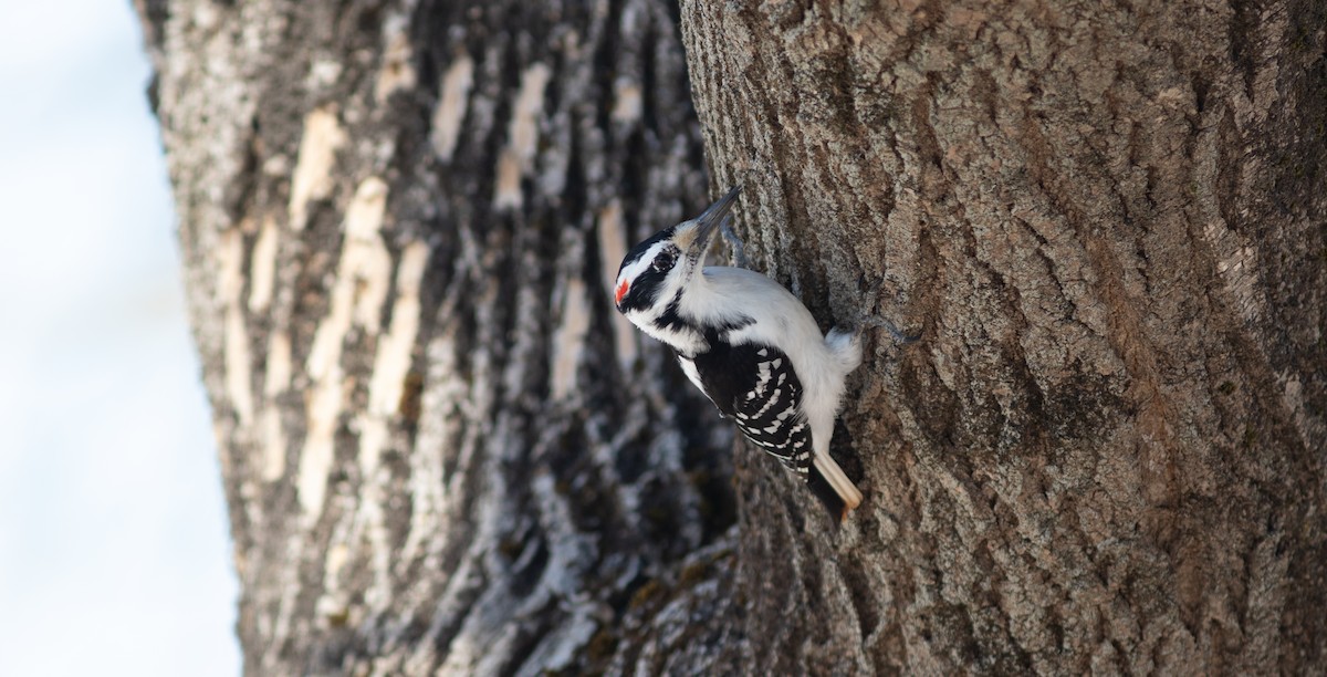 Hairy Woodpecker (Eastern) - ML652581158