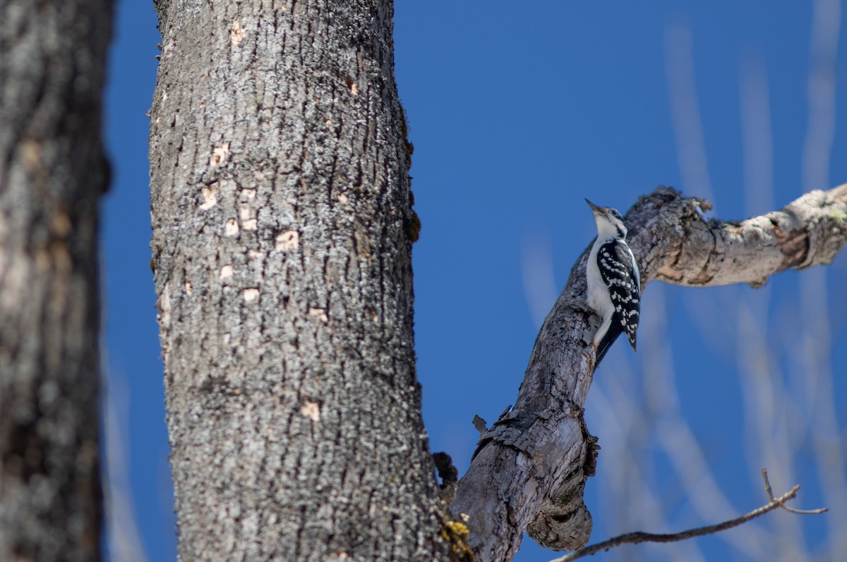 Hairy Woodpecker (Eastern) - ML652581159