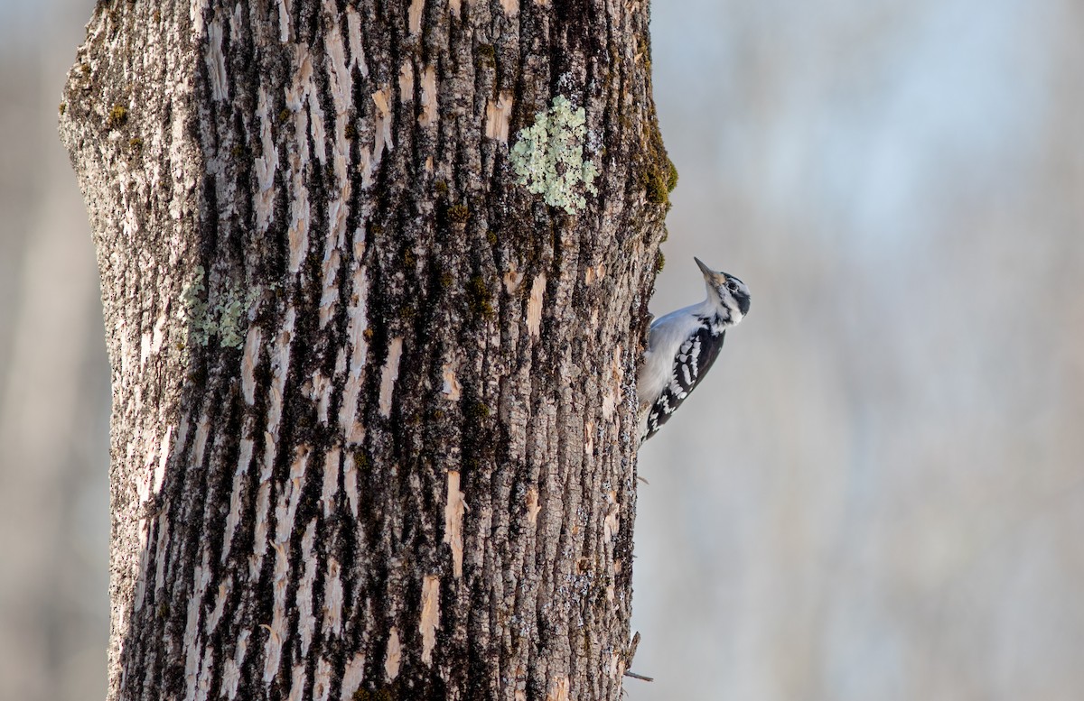 Hairy Woodpecker (Eastern) - ML652581160