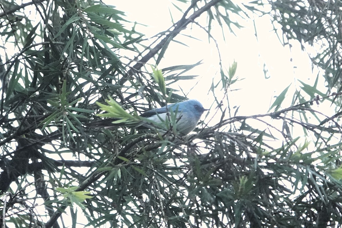 African Blue Flycatcher - ML652581287