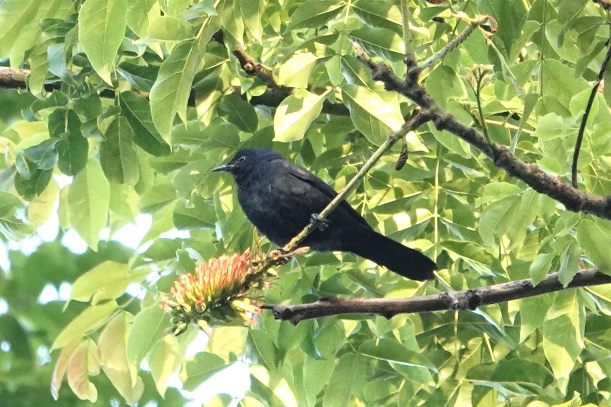 Stuhlmann's Starling - ML652581318