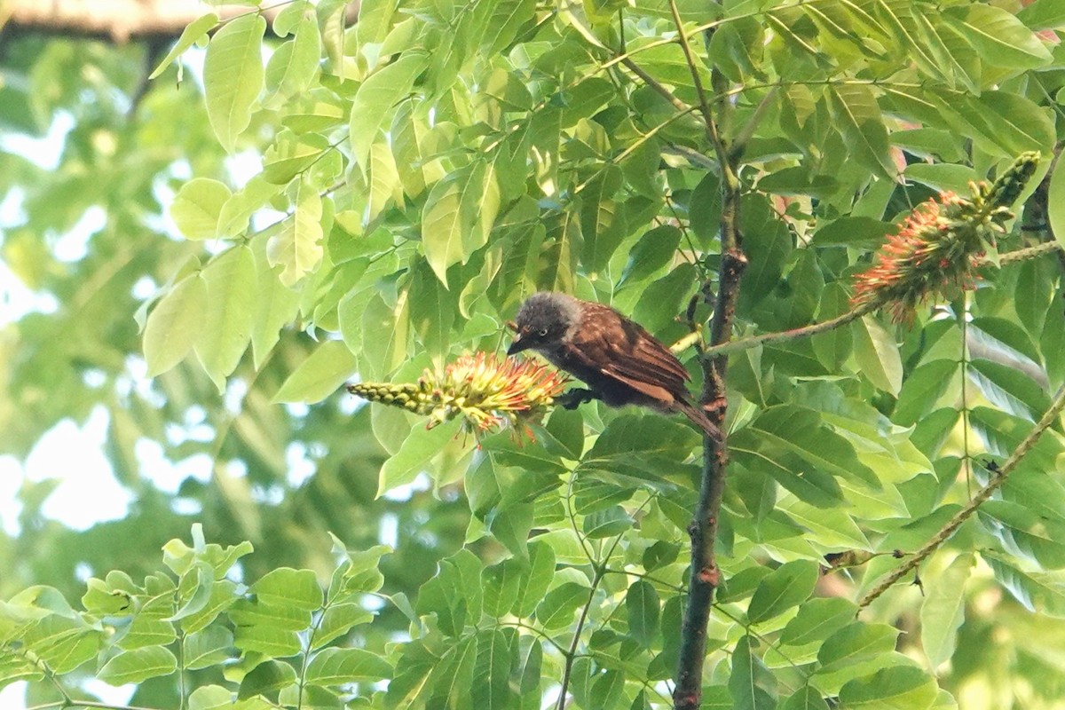 Stuhlmann's Starling - ML652581357