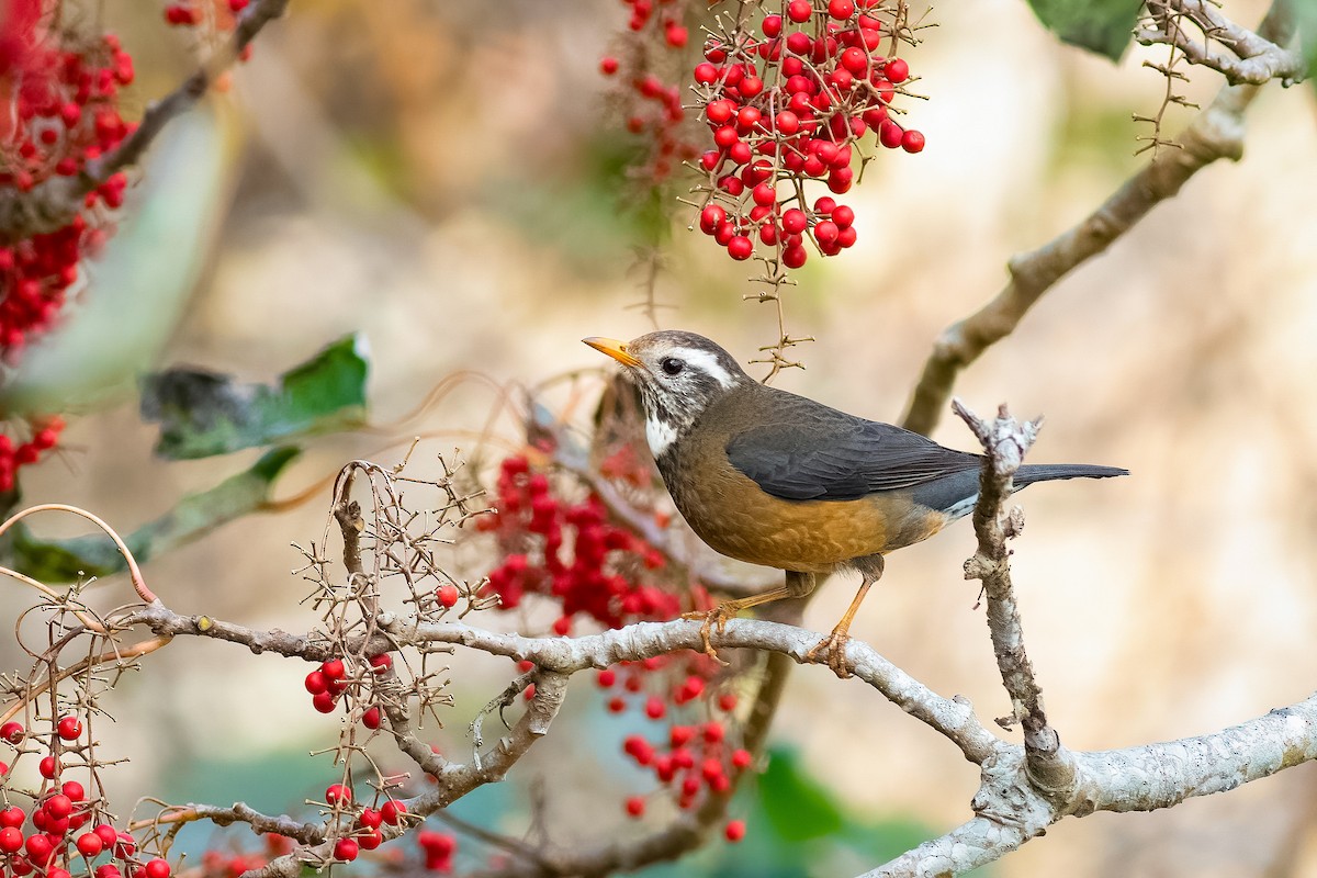 Tayvan Ardıcı - ML652581430