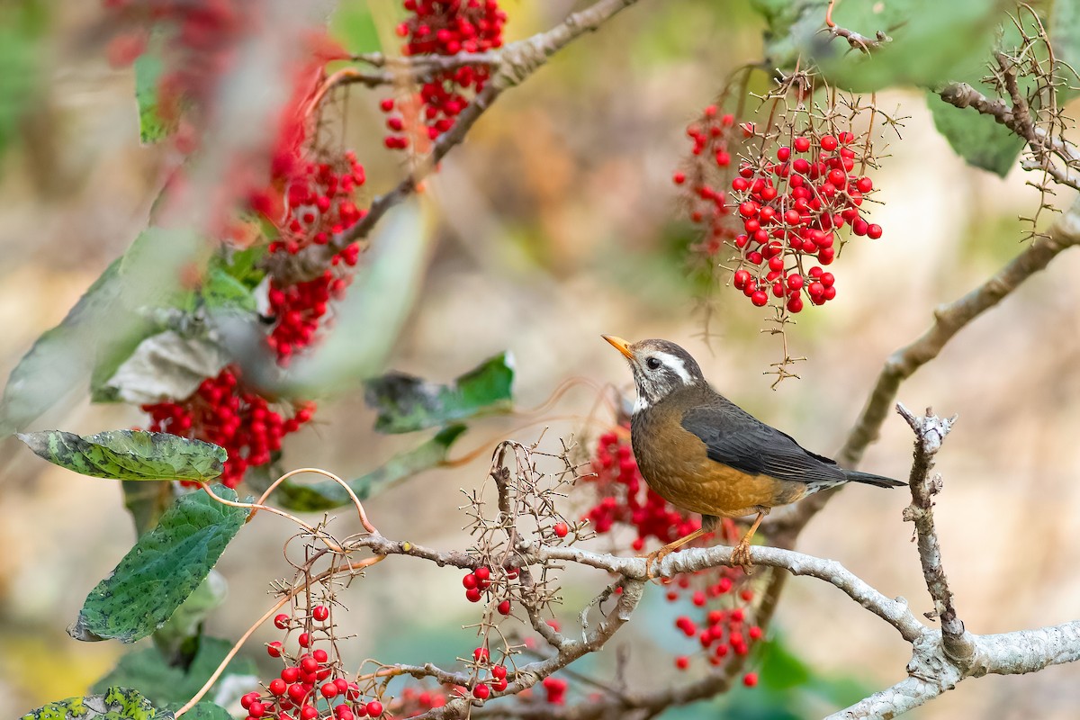 Tayvan Ardıcı - ML652581512