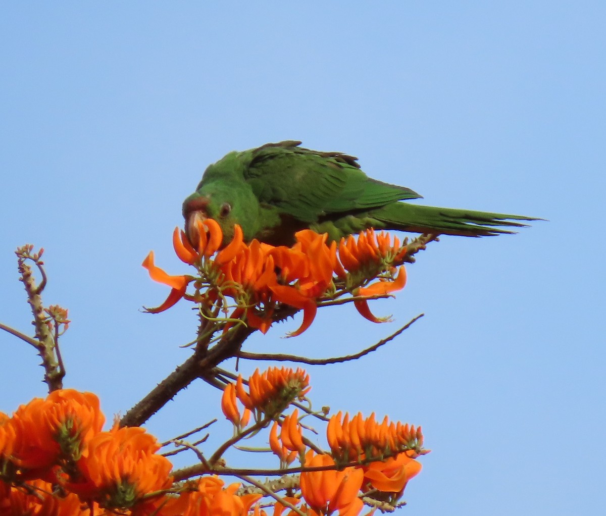 aratinga červenočelý - ML652581536