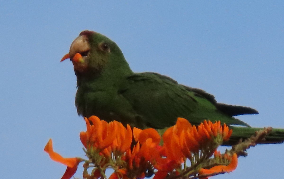 aratinga červenočelý - ML652581537